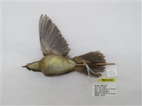 藏品(蒼眉蝗鶯)的圖片